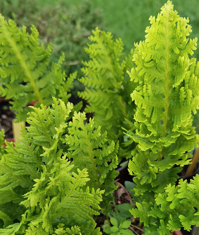 Polypodium cambricum 'Pulcherrimum Addison' en sous-bois sec sur sol calcaire